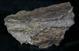 Edmontosaurus Jaw Section - Montana #12908-2